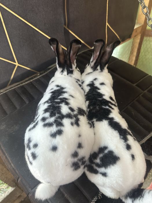 Iepuri U.G Galben , Rex Dalmatian Rex Castor Bacau • OLX.ro