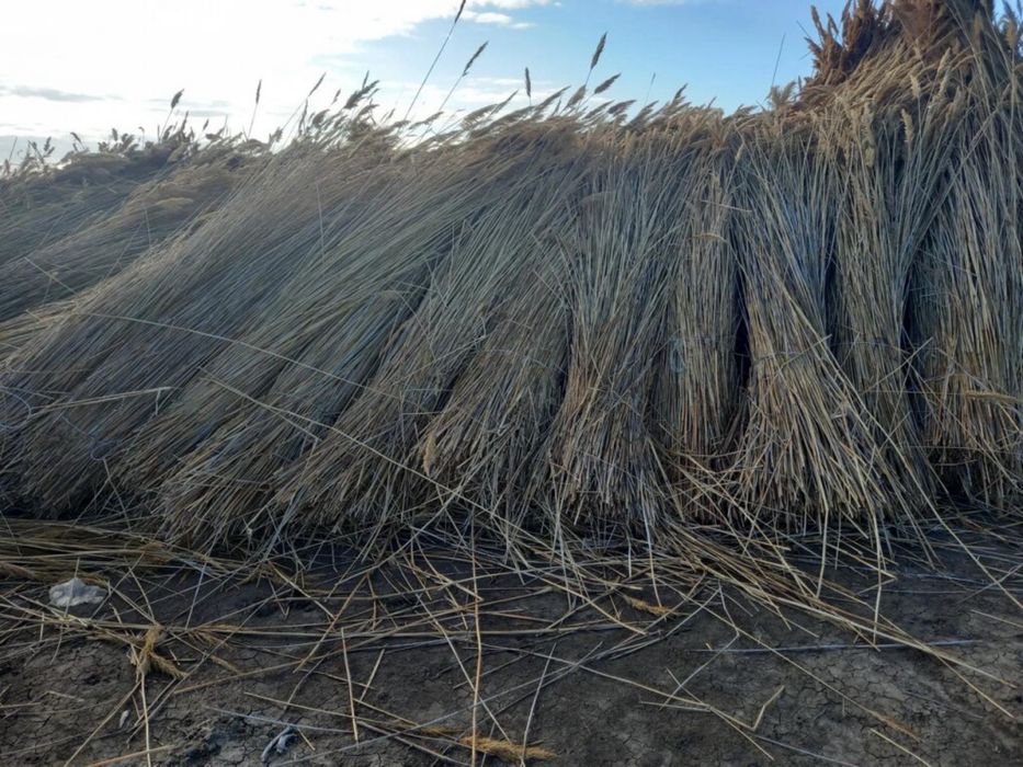 Қамыс(камыш), сабан