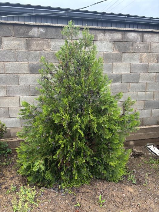 Большие крупные туи