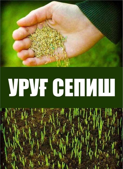 Газон экамиз. Уруг сепамиз