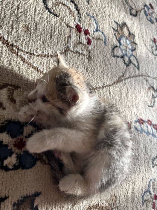 Котята ищут добрых хозяев