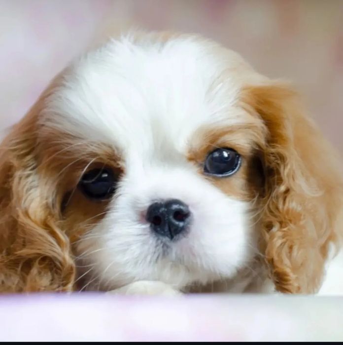 Продам щенков Кавалер Кинг чарльз спаниель