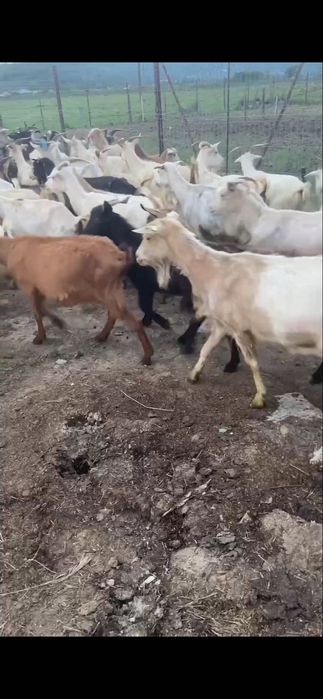 Capre pe alese de vanzare