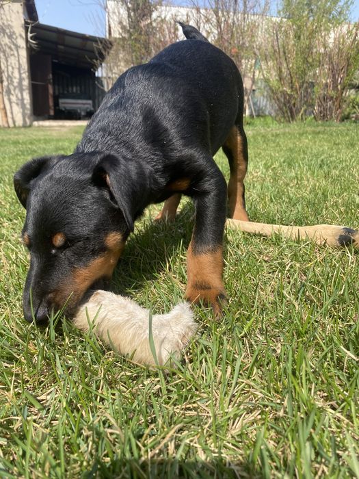 Продам щенков ягдтерьера!