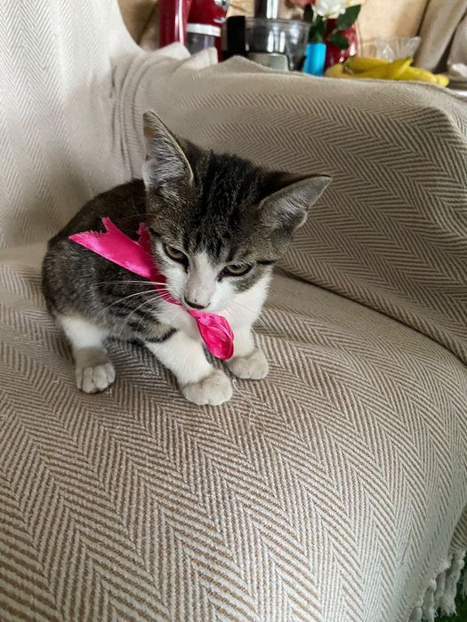Pisic spre adopție