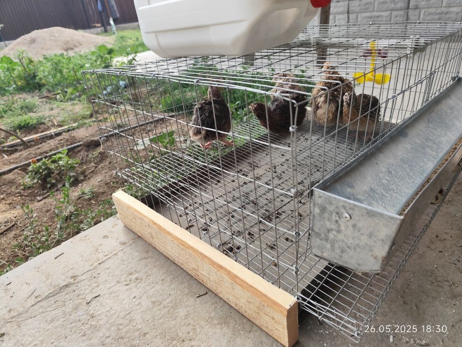 Мини ферма на 20 перепелов