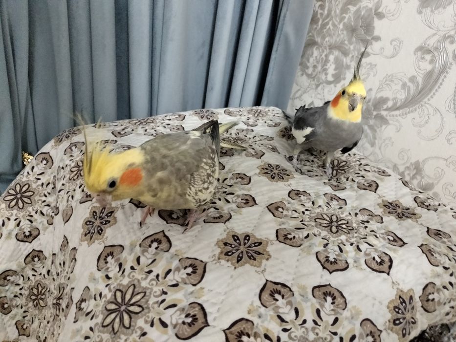 Продам карел здоровье