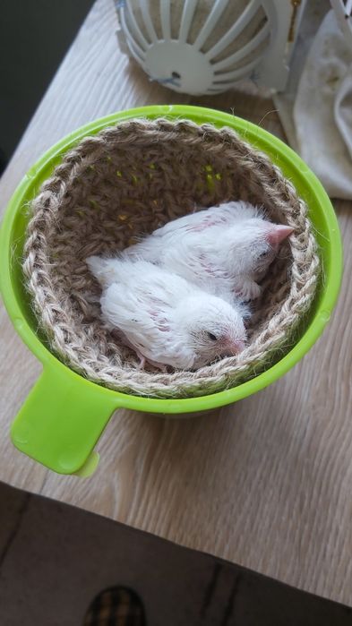 Подложки за гнезда!