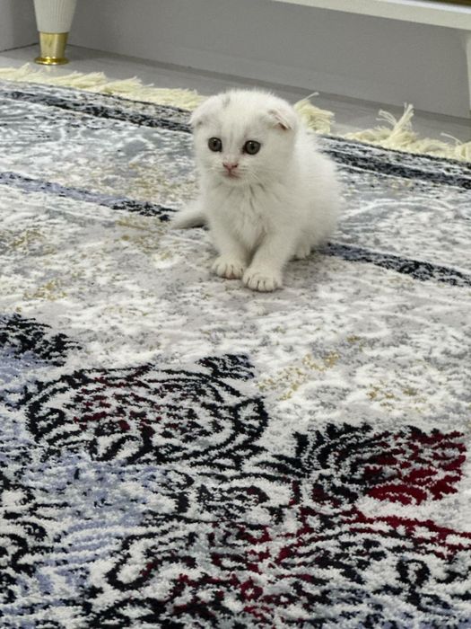 Шотландский девочка и мальчик