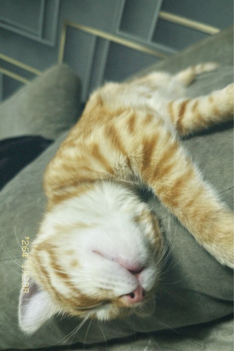 Отдам котёнка бесплатно