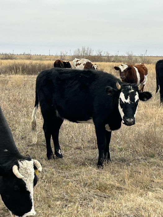 баспак,бузау сатылады .