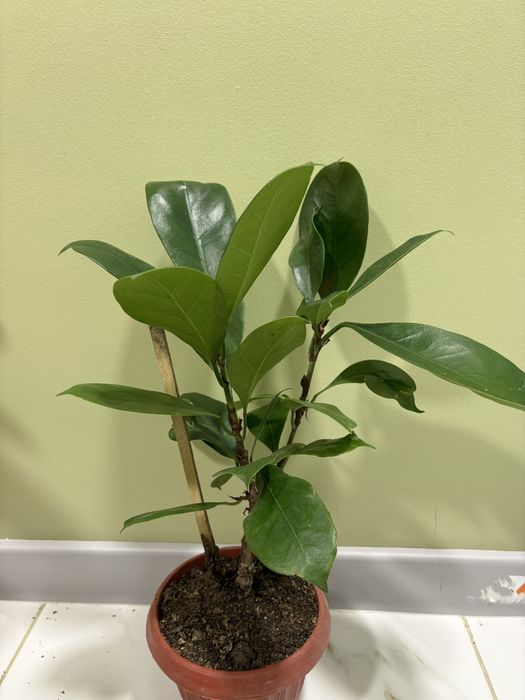 Фикус орех циатиспула