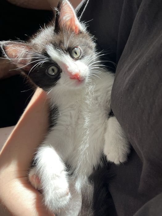 Продается котенок
