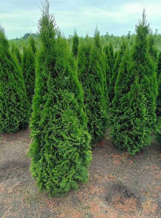 Plante Ornamentale