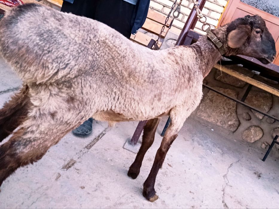 Gigant Toza Arashan Gibrit Gavdasi Katta Qochqor sotiladi