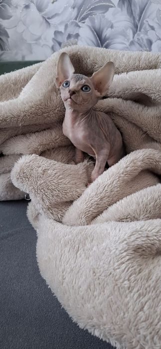 Донские Сфинксы.  Голубоглазые .