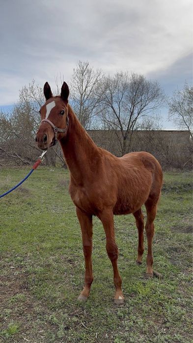Лошадь английской породы