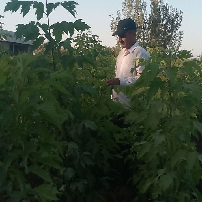 Klyon, Клён кучати, Заранг