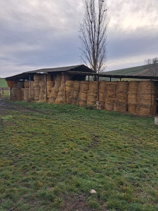 Vand baloti de fan si lucerna