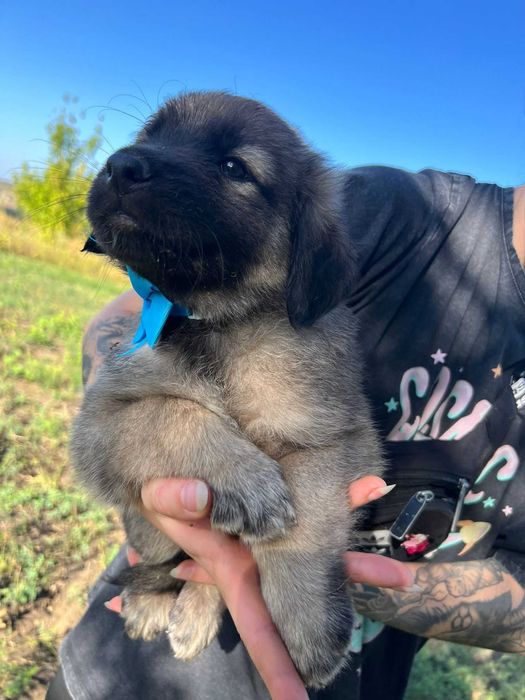 *** - CĂȚELUȘI PENTRU ADOPȚIE!  - *** Vacinati si deparazitați