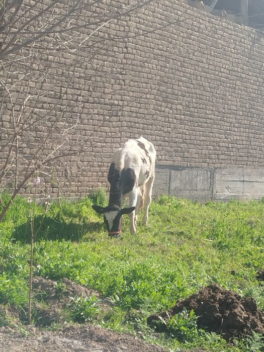 Gʻunojin sotiladi qochmagan xali buyi 1.25