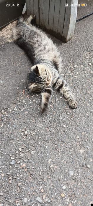 Отдадим кота в добрые руки