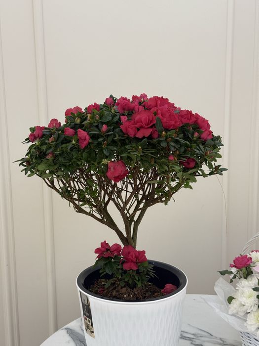 Азалия гул ұзаққа сақталатын