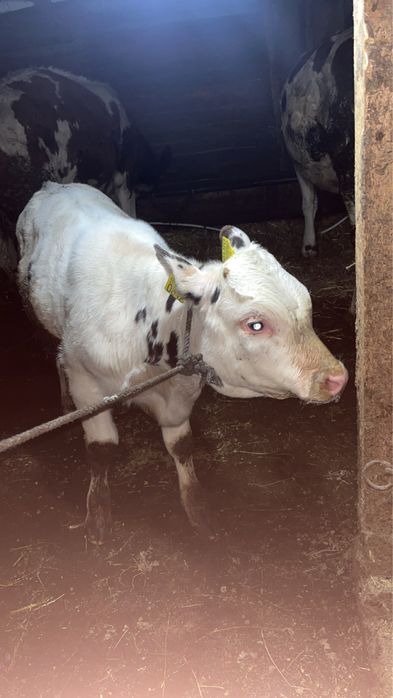 Vand juninci si vitel