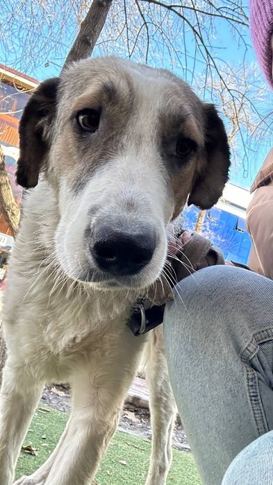 Классная собака в добрые руки, девочка, очень добрая, не на цепь!!! Бе