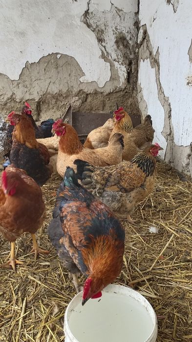Куры  и  Петушки.