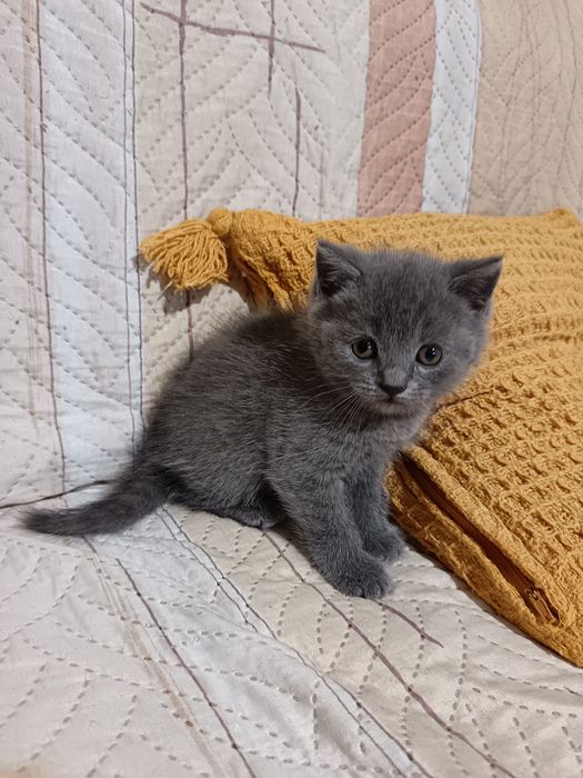 Британски късокосмести котета