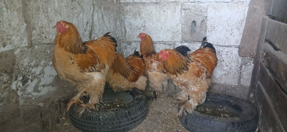 Cocoși gold găini brahma din primăvară