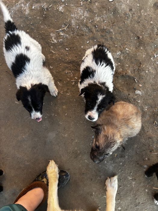 Күшіктер тегін жақсы адамға