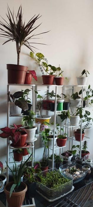 Комнатные цветы Шымкент