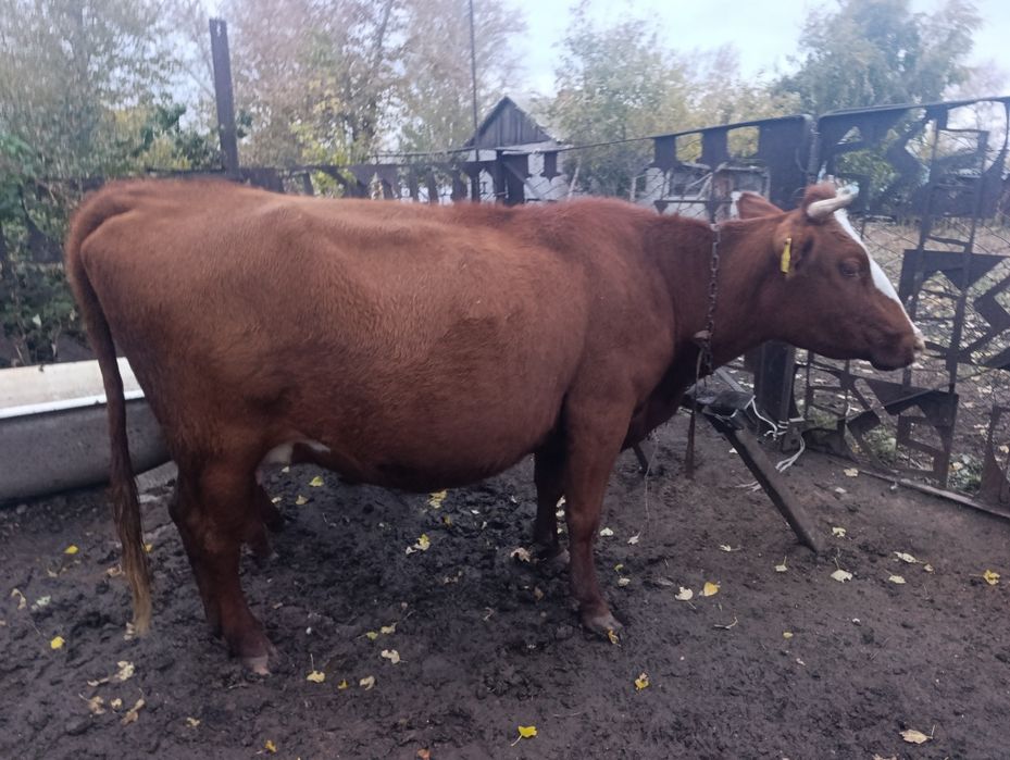 Продам корову с теленком