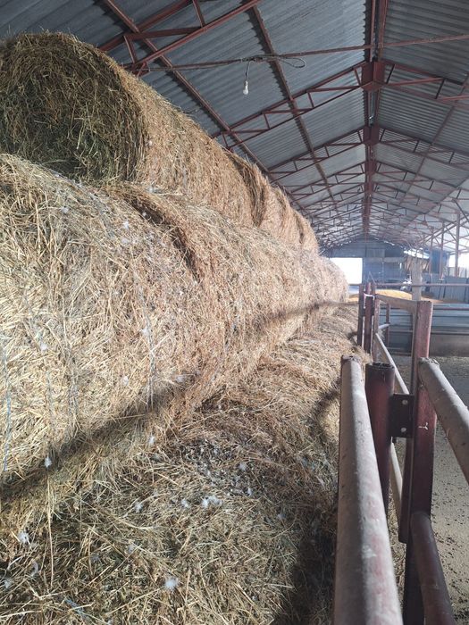 Baloti de lucerna - 120 cm