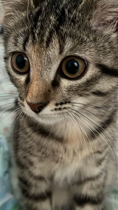 Продаю Котёнка девочка