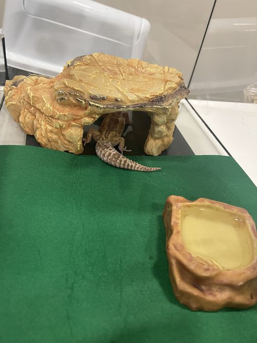 Женски Леопардов гекон