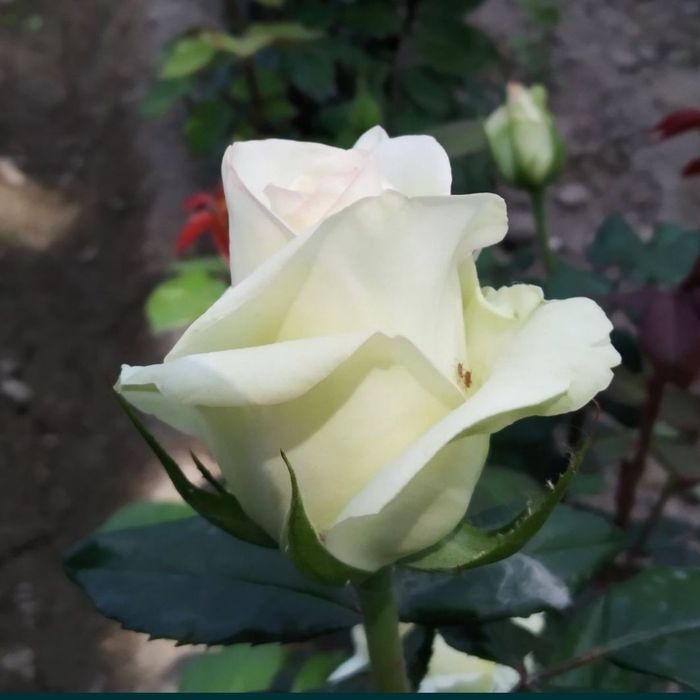 Atirgul kochat va kozlari