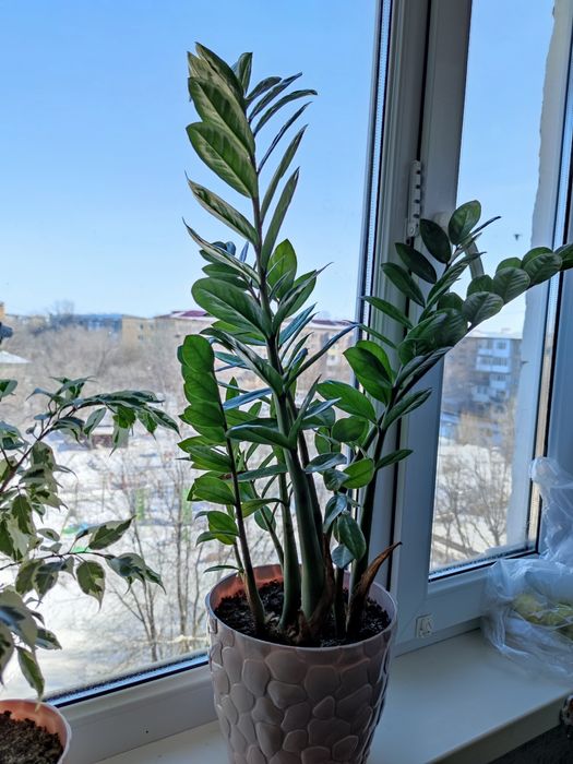 Замиокулькас, цветок неприхотливый