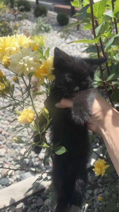 Отдам милых котят