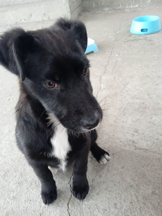 Щенки крысоловы девочки