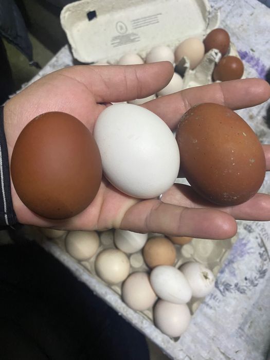 Ouă Marans și Australop