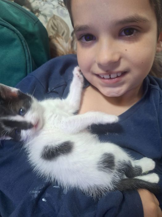 Donez 5 pisoiași adorabili – crescuți în casă, blânzi și sănătoși