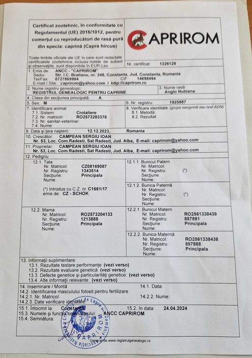 Vand tap Anglo Nubian 1,8 ani cu pedigree emis de Caprirom