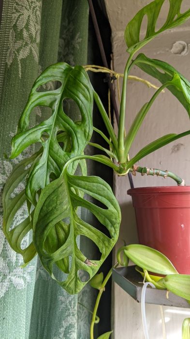 Продам монстеру индо минт