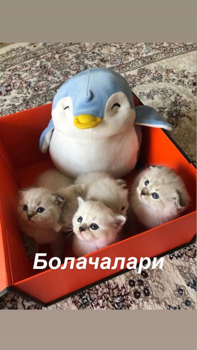 ВЯЗКА британский кот Серебристая Шиншила vyazka mushuk nasil olishga