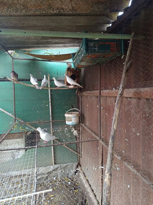 Vând schimb 3 perechi turturele răzătoare de 2025