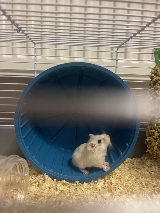 Hamster+cusca negociabil