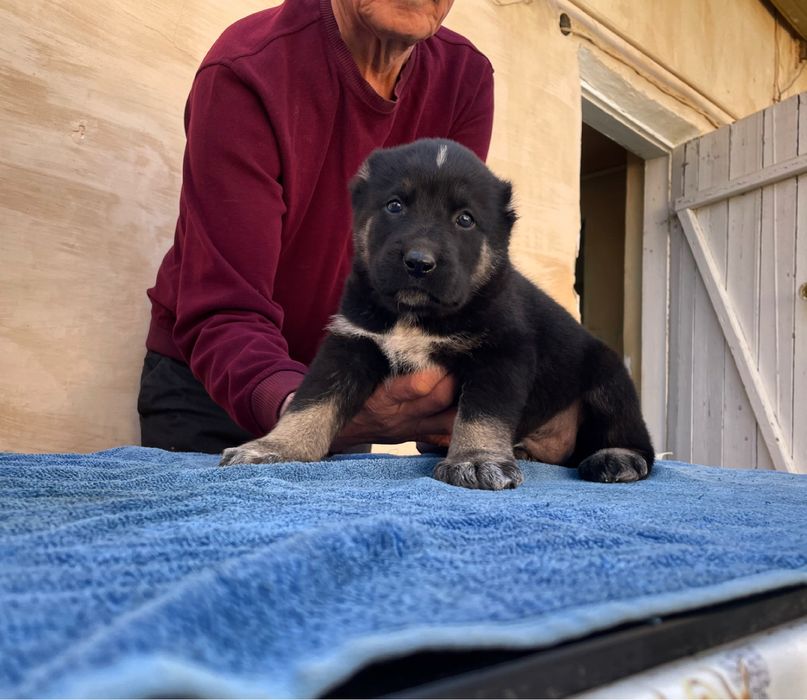 Щенок Туркменского Алабая ( чистокровный )